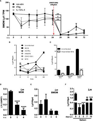 Lyl1-deficiency promotes inflammatory responses and increases mycobacterial burden in response to Mycobacterium tuberculosis infection in mice